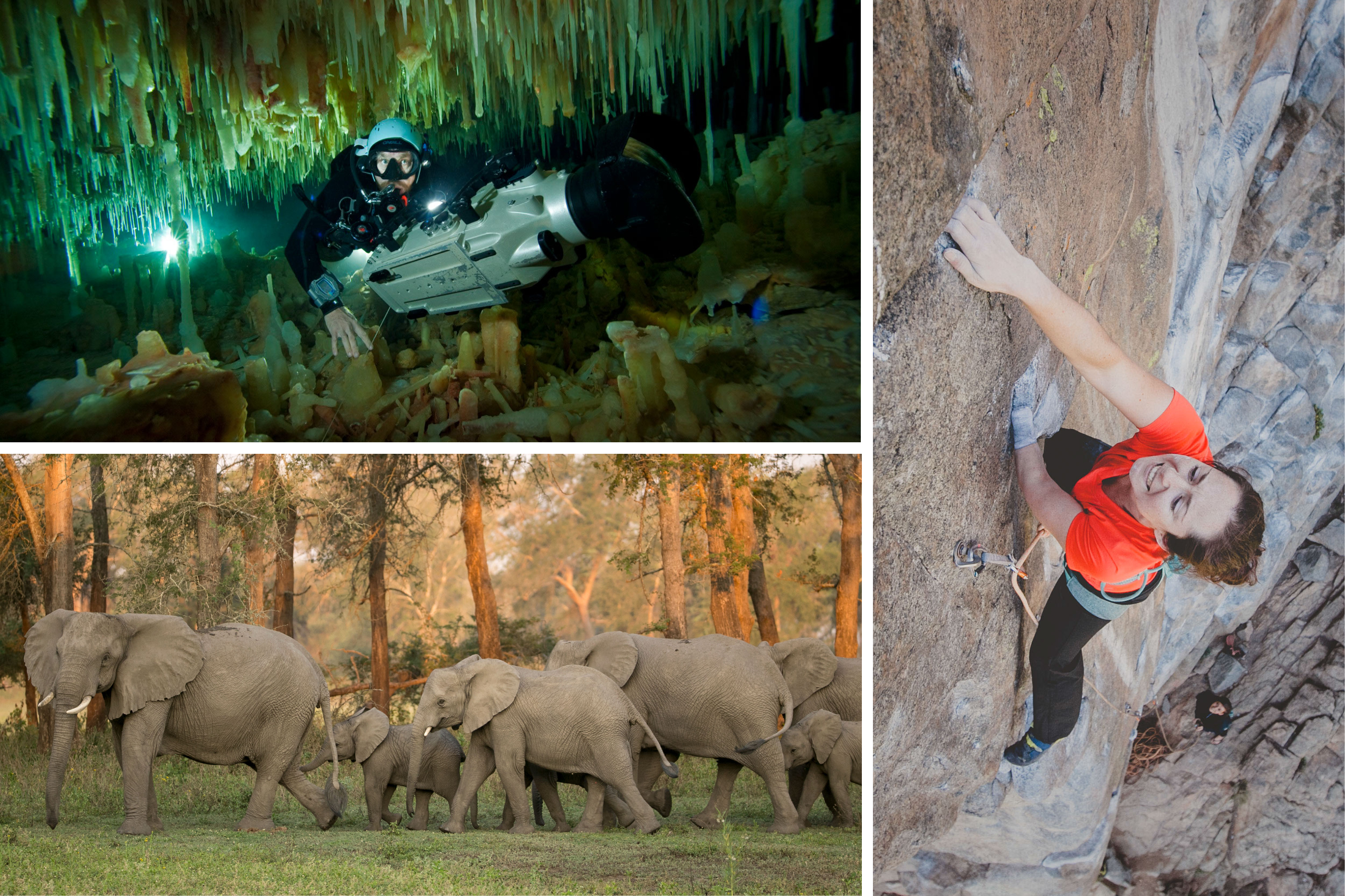 A collage of photos from the speakers of the Nat Geo Live series: A cavediver, a one-armed woman climbing, and a herd of elephants.