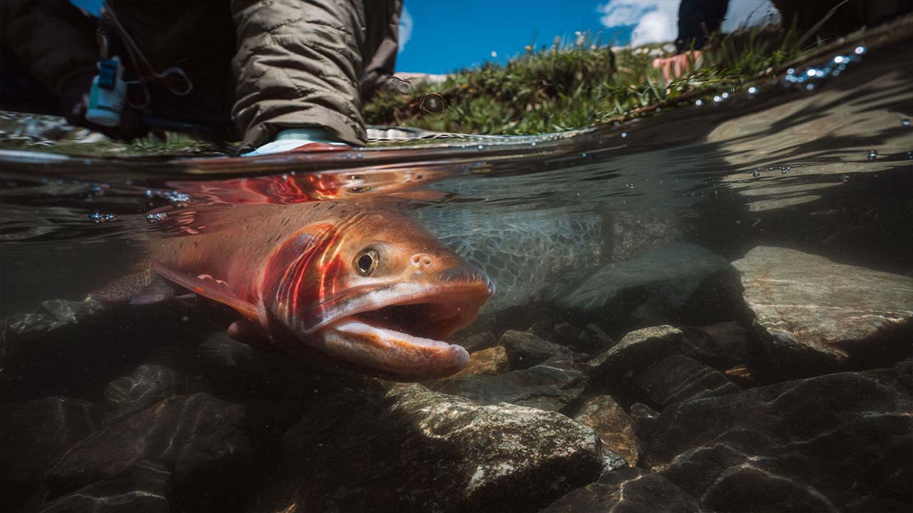 Orangish reddish fish in water with rocks around and a blue sky